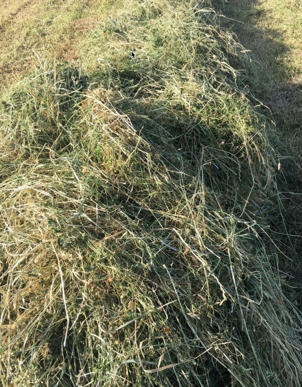 Pasture Hay Lucerne, Clover & Rye Grass 5x4 Bales Farm Tender